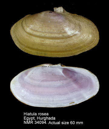 Hiatula rosea.jpg - Hiatula rosea(Gmelin,1791)